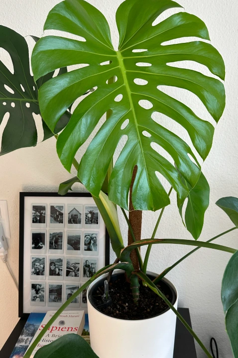 Monstera