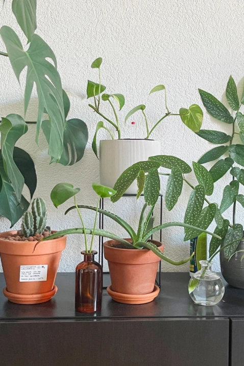 Various plants