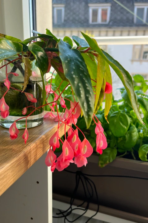 Begonia with flowers