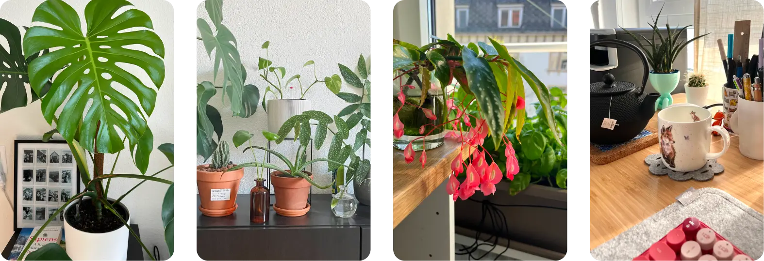 Plants desktop